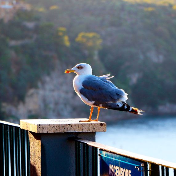 Paisagens de Sorrento na melhor época